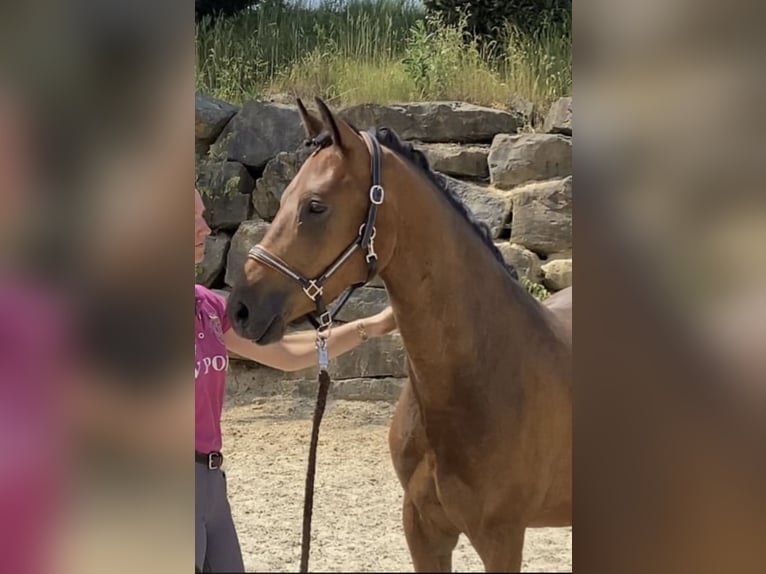 Deutsches Reitpony Wallach 4 Jahre 147 cm Brauner in Engelskirchen