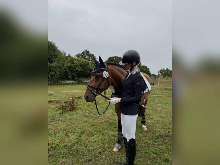 Deutsches Reitpony Wallach 4 Jahre 147 cm Brauner in Kollmar