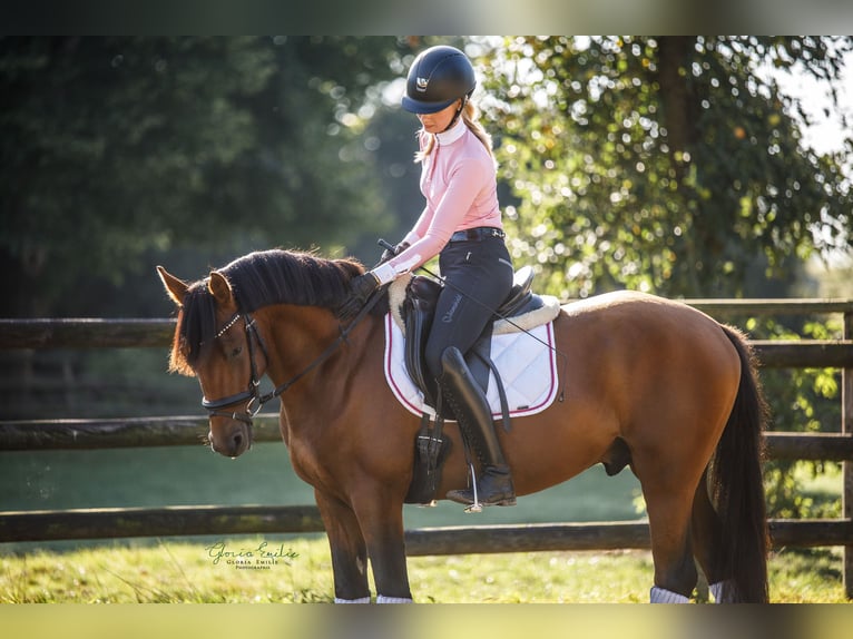 Deutsches Reitpony Wallach 4 Jahre 147 cm Brauner in Kollmar