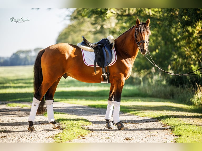 Deutsches Reitpony Wallach 4 Jahre 147 cm Brauner in Kollmar