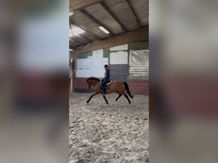 Deutsches Reitpony Wallach 4 Jahre 147 cm Brauner in Kollmar
