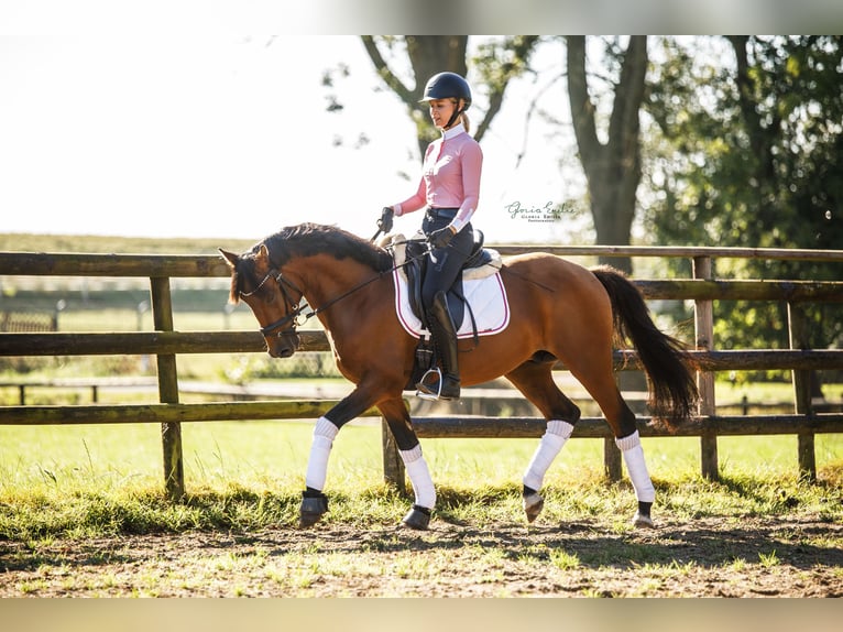 Deutsches Reitpony Wallach 4 Jahre 147 cm Brauner in Kollmar