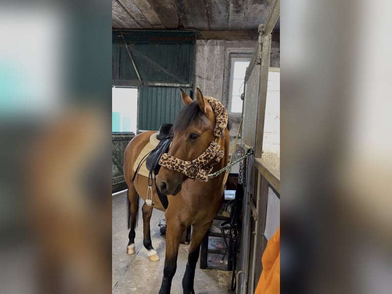 Deutsches Reitpony Wallach 4 Jahre 147 cm Brauner in Kollmar