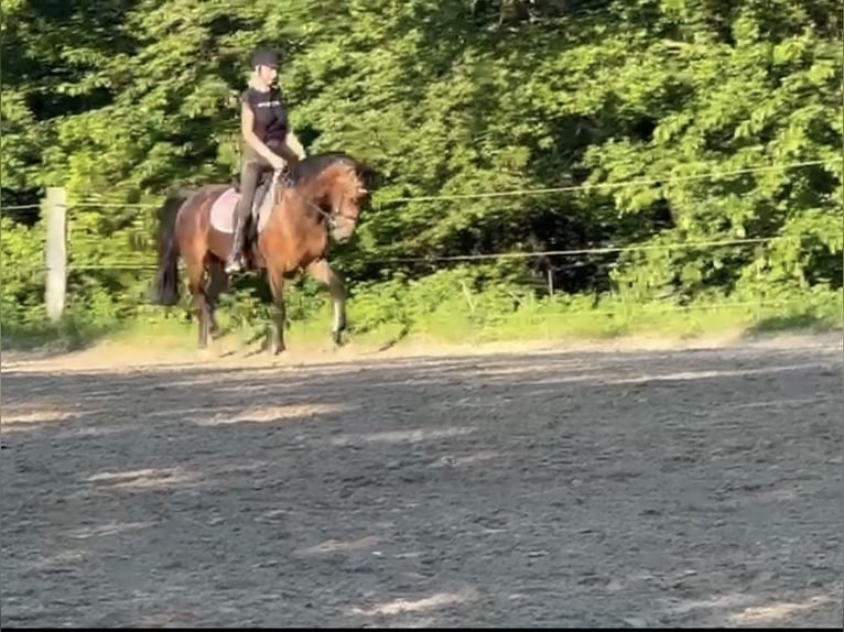 Deutsches Reitpony Wallach 4 Jahre 147 cm Brauner in Lindlar