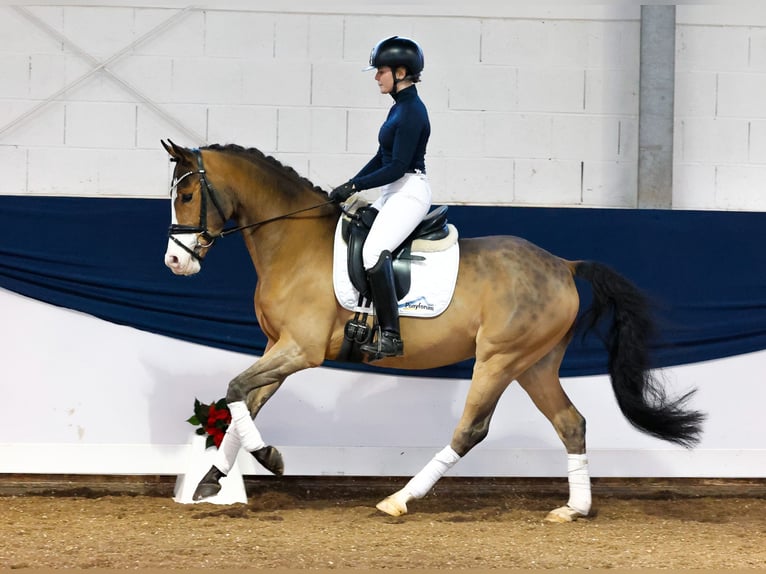 Deutsches Reitpony Wallach 4 Jahre 147 cm Brauner in Marsberg