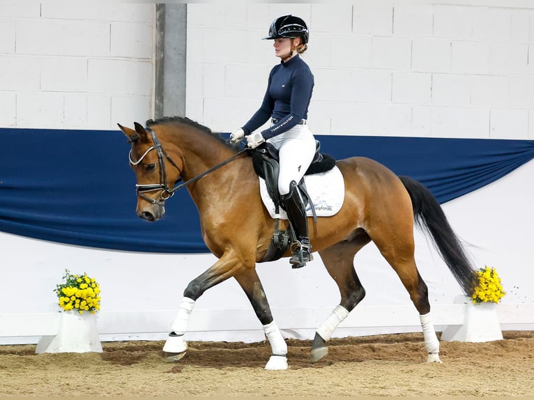 Deutsches Reitpony Wallach 4 Jahre 147 cm Brauner in Marsberg