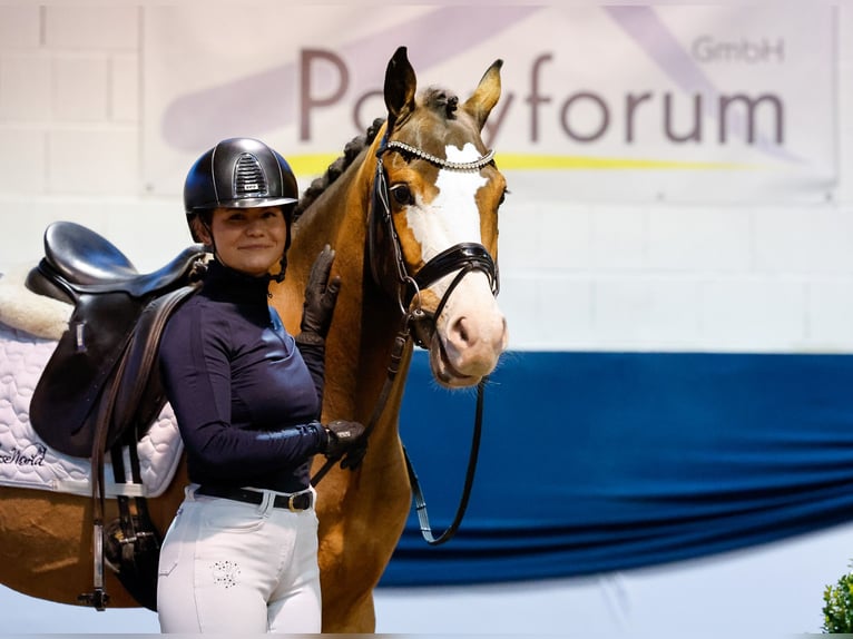 Deutsches Reitpony Wallach 4 Jahre 147 cm Brauner in Marsberg