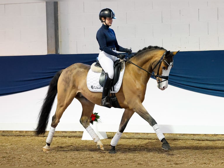 Deutsches Reitpony Wallach 4 Jahre 147 cm Brauner in Marsberg