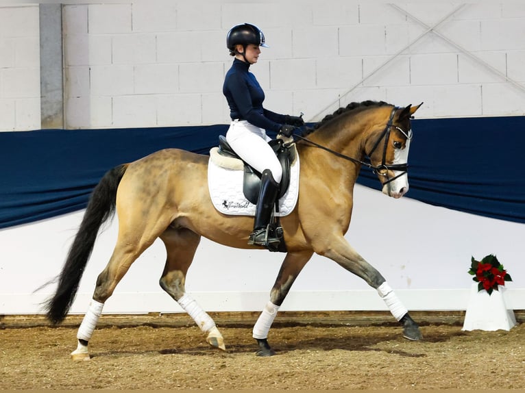 Deutsches Reitpony Wallach 4 Jahre 147 cm Brauner in Marsberg