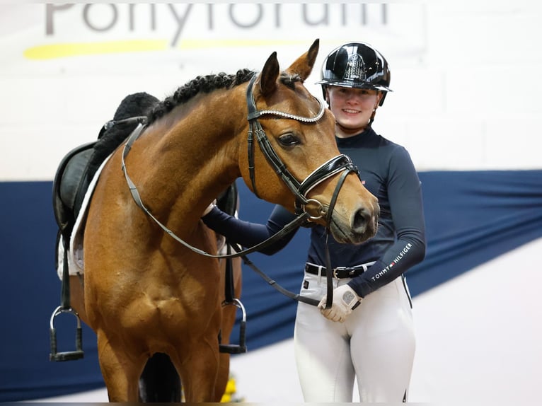 Deutsches Reitpony Wallach 4 Jahre 147 cm Brauner in Marsberg