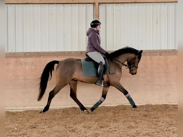 Deutsches Reitpony Wallach 4 Jahre 147 cm Brauner in Plech