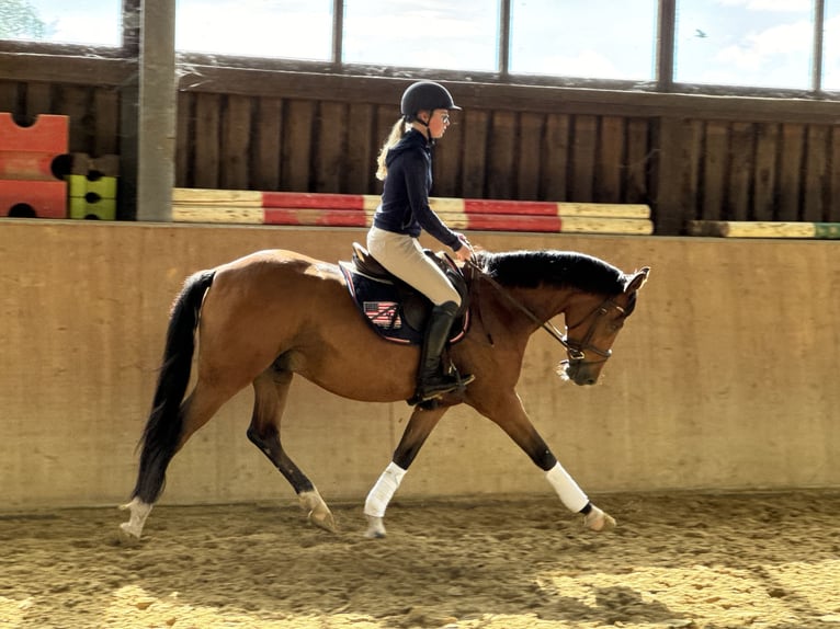 Deutsches Reitpony Wallach 4 Jahre 147 cm Brauner in Hamminkeln