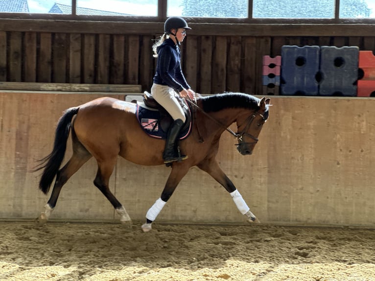 Deutsches Reitpony Wallach 4 Jahre 147 cm Brauner in Hamminkeln