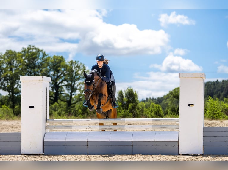 Deutsches Reitpony Wallach 4 Jahre 147 cm Brauner in Eckersdorf