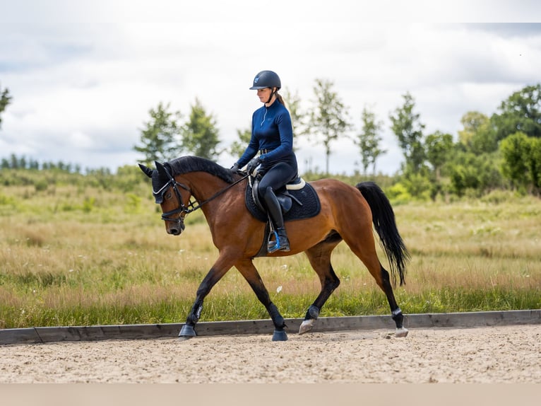 Deutsches Reitpony Wallach 4 Jahre 147 cm Brauner in Eckersdorf
