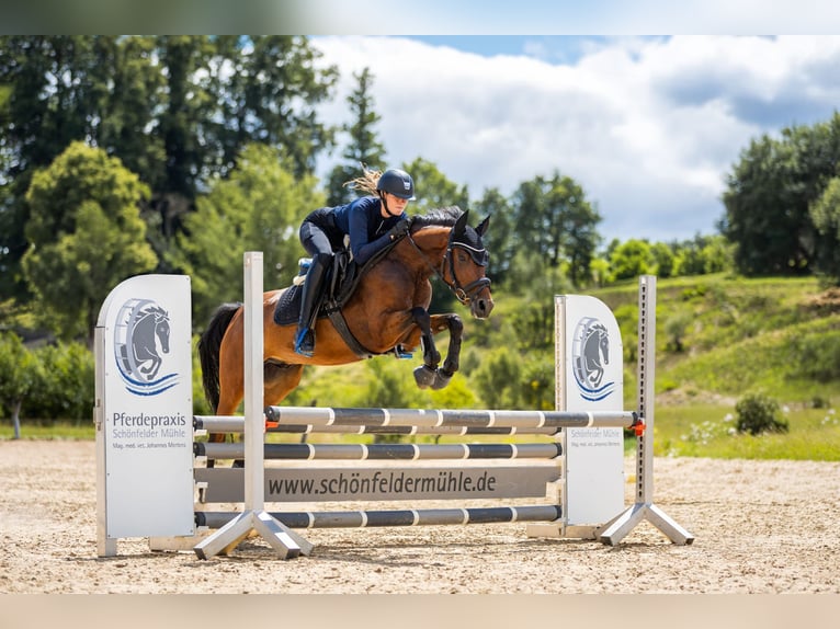 Deutsches Reitpony Wallach 4 Jahre 147 cm Brauner in Eckersdorf