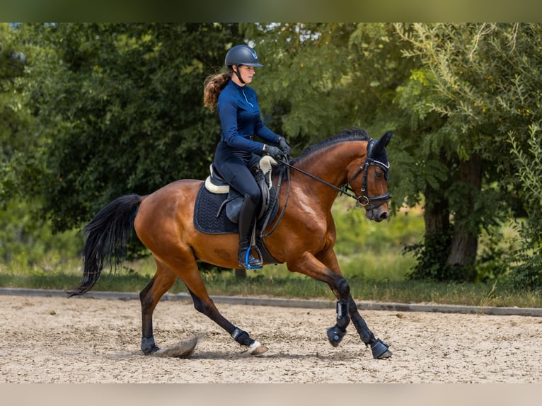 Deutsches Reitpony Wallach 4 Jahre 147 cm Brauner in Eckersdorf