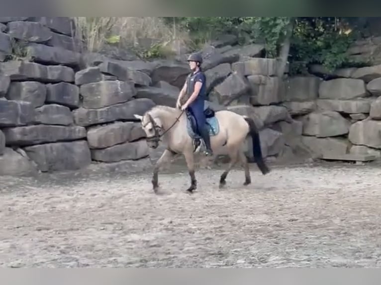 Deutsches Reitpony Wallach 4 Jahre 147 cm Buckskin in Lindlar