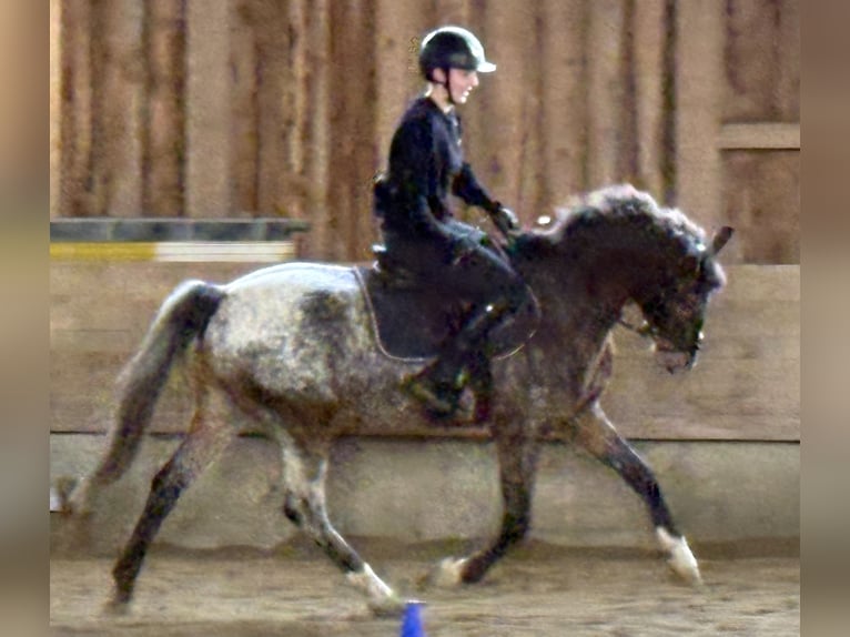 Deutsches Reitpony Wallach 4 Jahre 147 cm  in Hainsfarth