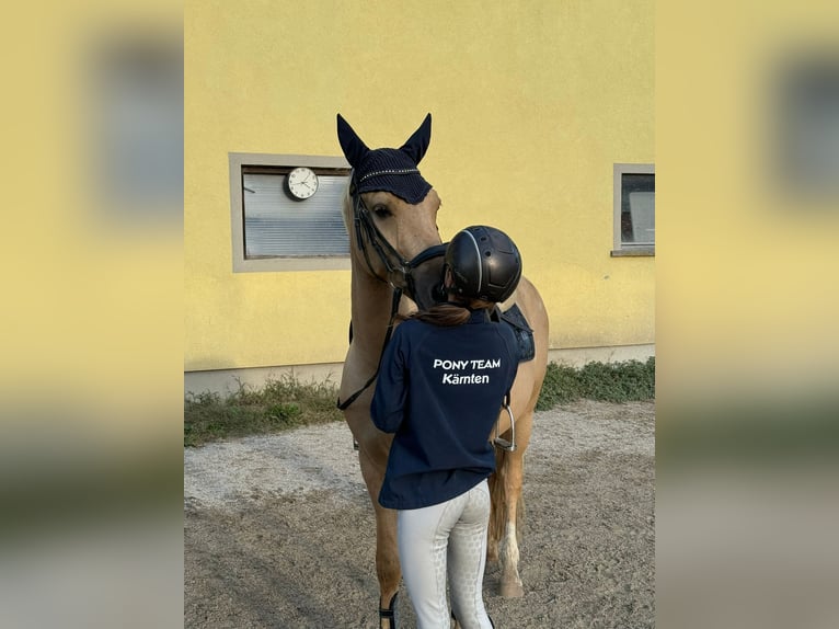 Deutsches Reitpony Wallach 4 Jahre 147 cm Dunalino in St. Andrä