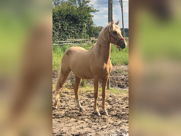 Deutsches Reitpony Wallach 4 Jahre 147 cm Dunalino in St. Andrä