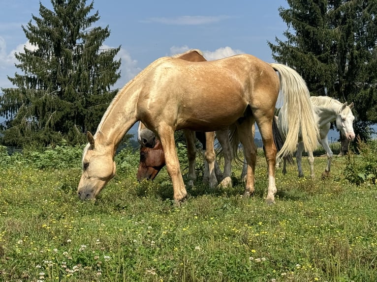 Deutsches Reitpony Wallach 4 Jahre 147 cm Dunalino in St. Andrä