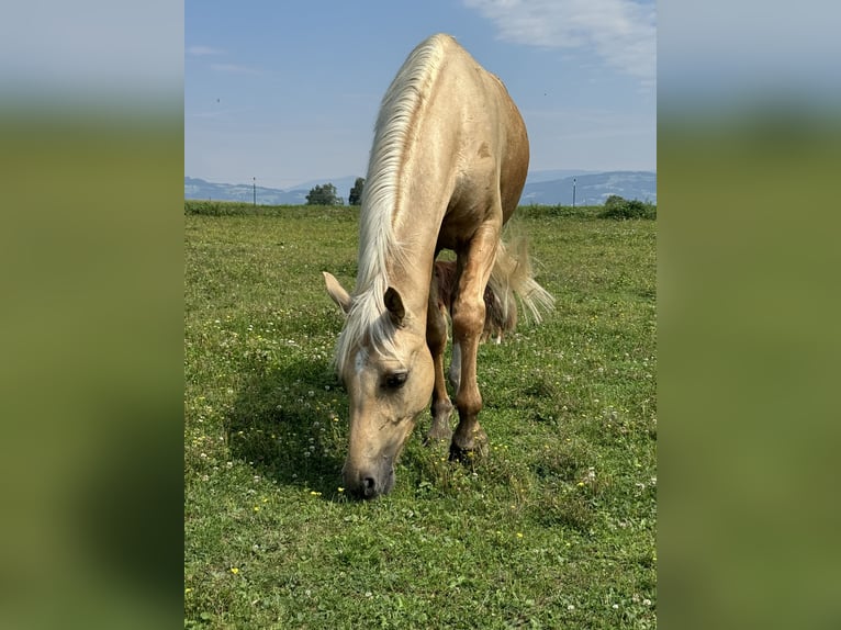 Deutsches Reitpony Wallach 4 Jahre 147 cm Dunalino in St. Andrä