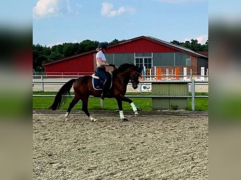 Deutsches Reitpony Wallach 4 Jahre 147 cm Dunkelbrauner in Vechta