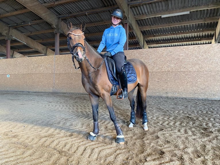 Deutsches Reitpony Wallach 4 Jahre 147 cm Dunkelbrauner in Altheim (Alb)
