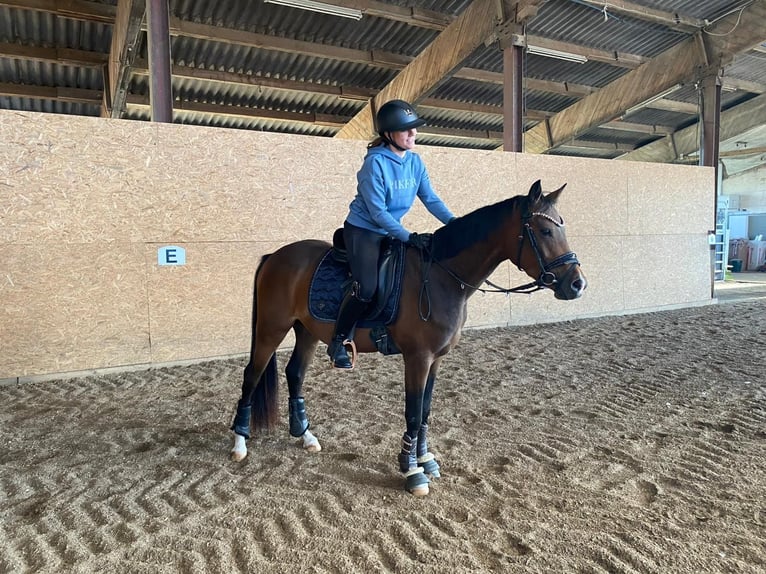 Deutsches Reitpony Wallach 4 Jahre 147 cm Dunkelbrauner in Altheim (Alb)