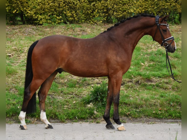 Deutsches Reitpony Wallach 4 Jahre 147 cm Dunkelbrauner in F&#xFC;rstenau