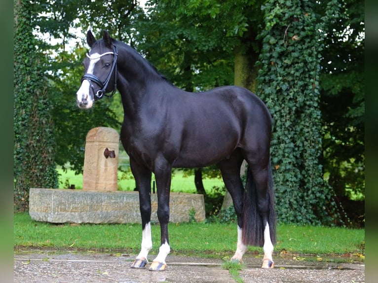 Deutsches Reitpony Wallach 4 Jahre 147 cm Dunkelbrauner in Tecklenburg