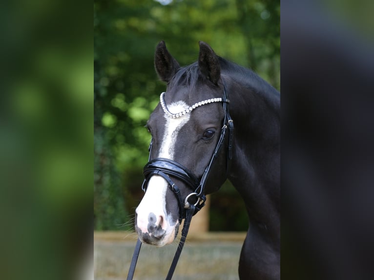 Deutsches Reitpony Wallach 4 Jahre 147 cm Dunkelbrauner in Tecklenburg