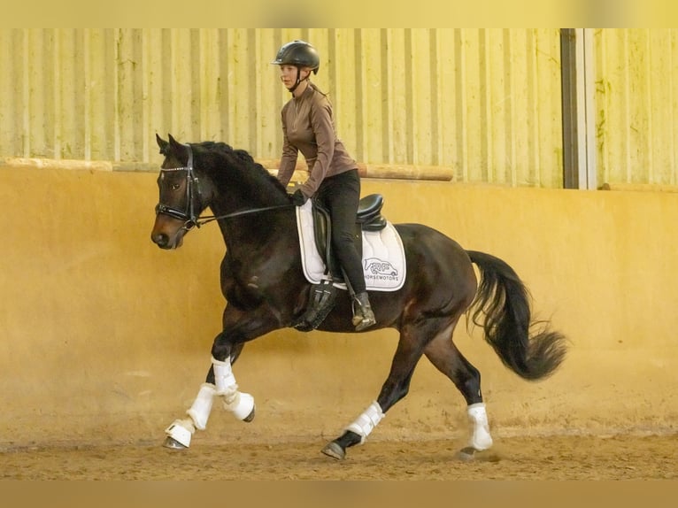 Deutsches Reitpony Wallach 4 Jahre 147 cm Dunkelbrauner in Heinzenbach