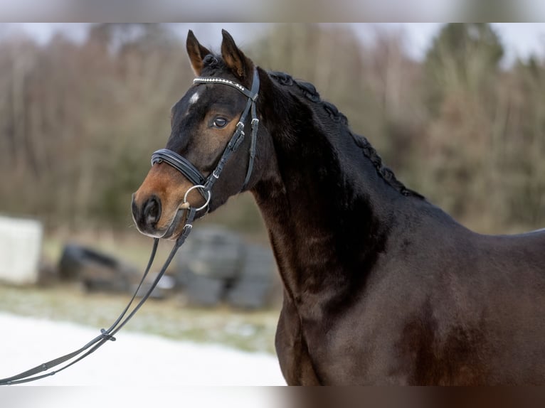 Deutsches Reitpony Wallach 4 Jahre 147 cm Dunkelbrauner in Heinzenbach