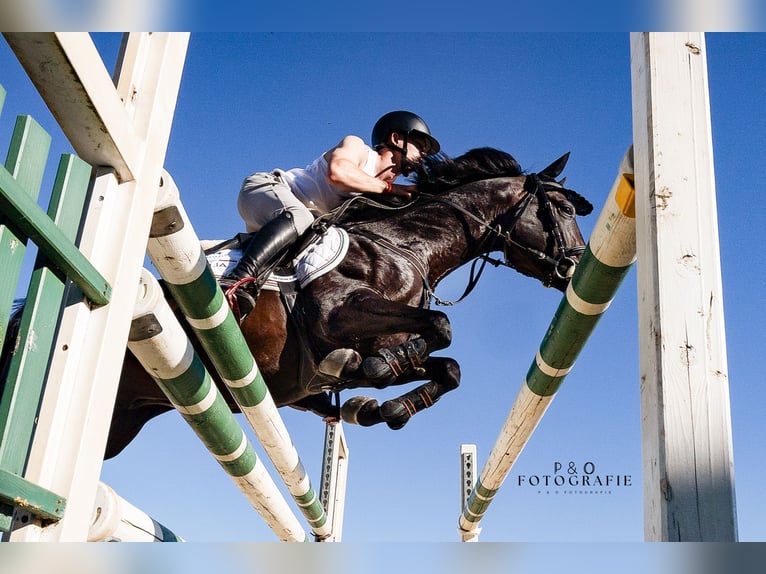 Deutsches Reitpony Wallach 4 Jahre 147 cm Dunkelbrauner in Hagen