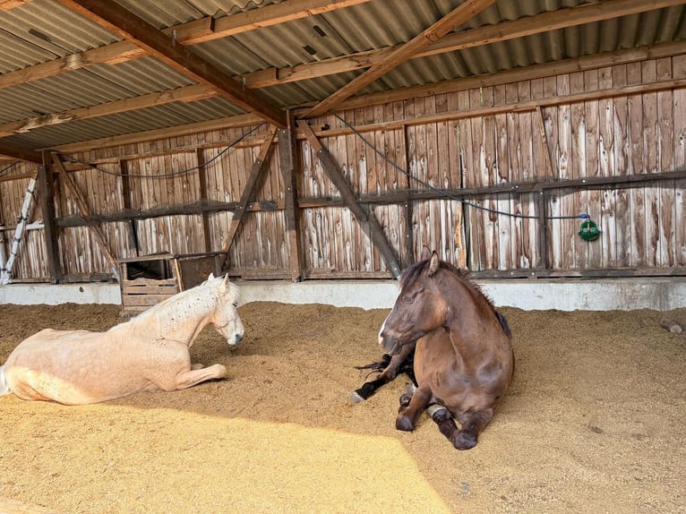 Deutsches Reitpony Wallach 4 Jahre 147 cm Dunkelfuchs in Hagen