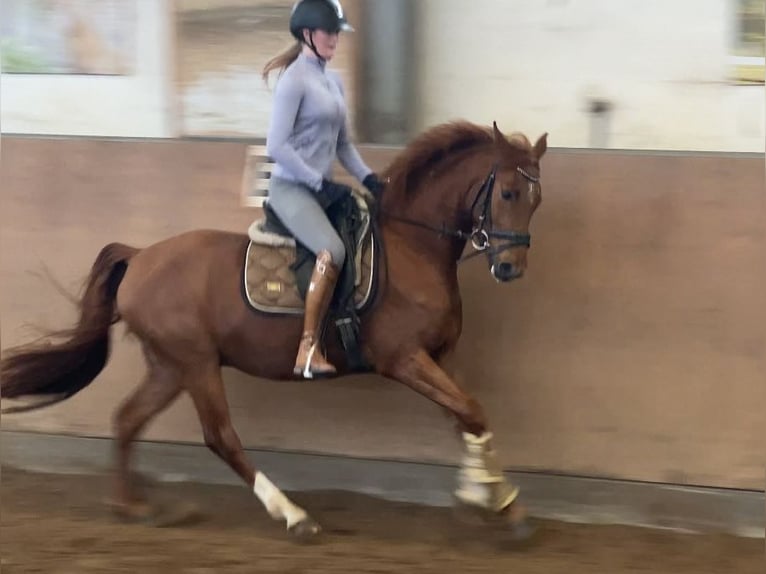 Deutsches Reitpony Wallach 4 Jahre 147 cm Dunkelfuchs in Achim