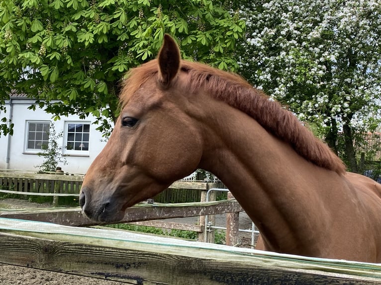 Deutsches Reitpony Wallach 4 Jahre 147 cm Dunkelfuchs in Achim