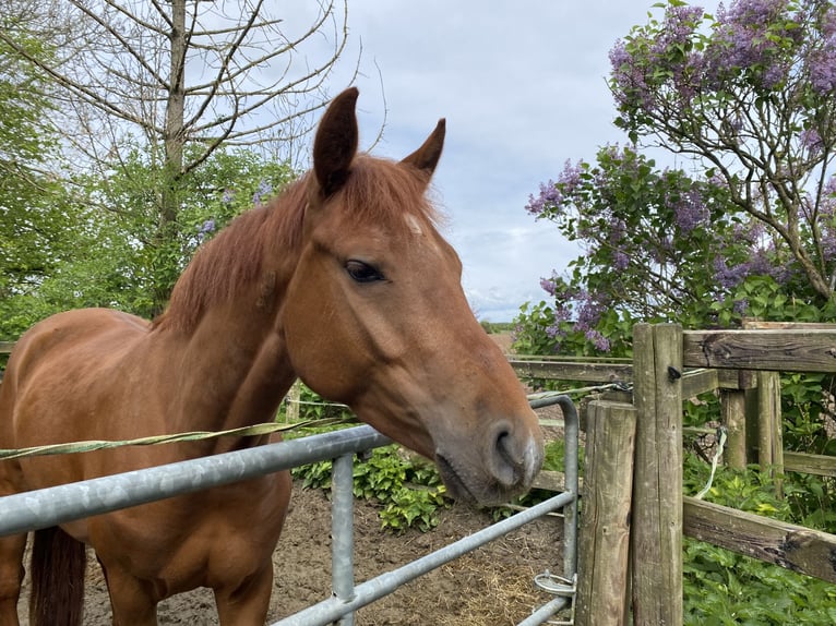 Deutsches Reitpony Wallach 4 Jahre 147 cm Dunkelfuchs in Achim