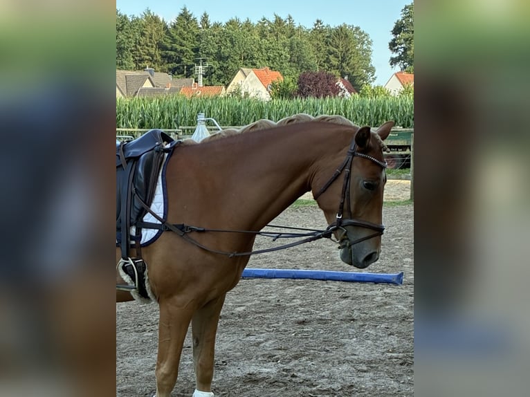 Deutsches Reitpony Wallach 4 Jahre 147 cm Fuchs in Dünsen