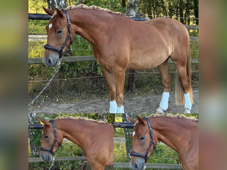 Deutsches Reitpony Wallach 4 Jahre 147 cm Fuchs in Dünsen