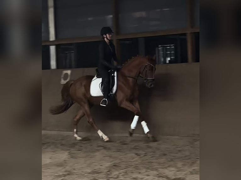 Deutsches Reitpony Wallach 4 Jahre 147 cm Fuchs in Ringstedt
