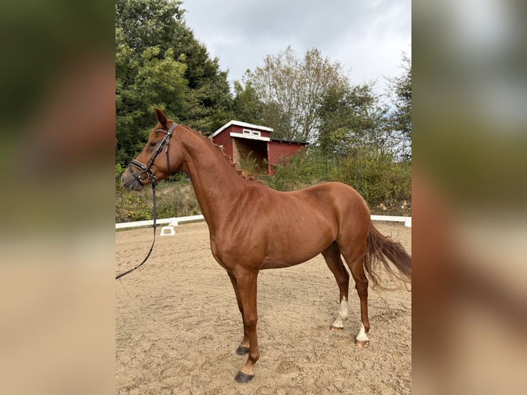 Deutsches Reitpony Wallach 4 Jahre 147 cm Fuchs in Ringstedt