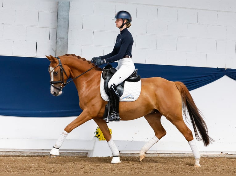 Deutsches Reitpony Wallach 4 Jahre 147 cm Fuchs in Marsberg