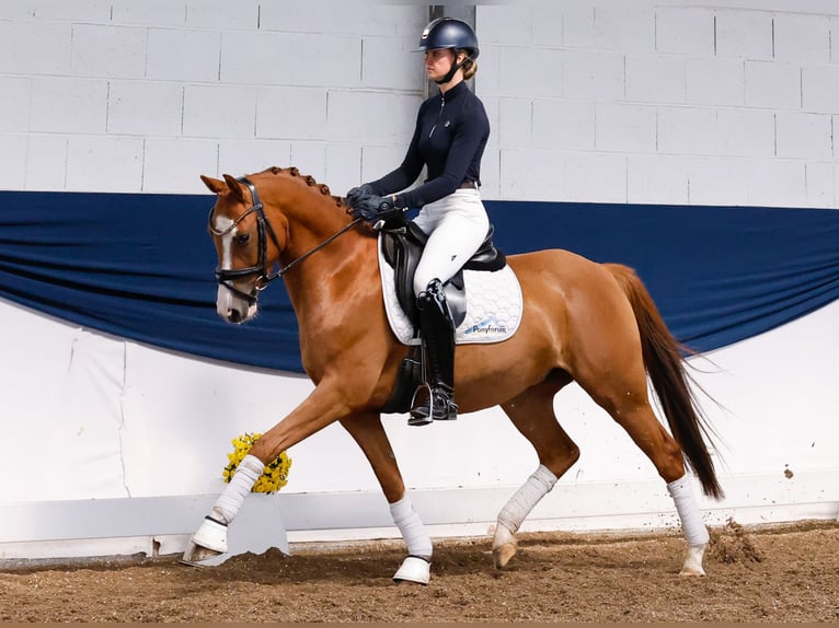 Deutsches Reitpony Wallach 4 Jahre 147 cm Fuchs in Marsberg