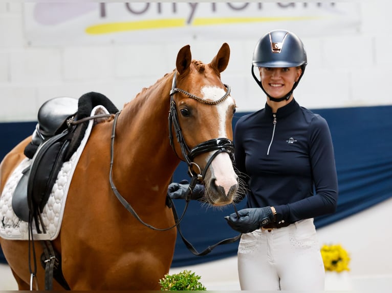 Deutsches Reitpony Wallach 4 Jahre 147 cm Fuchs in Marsberg