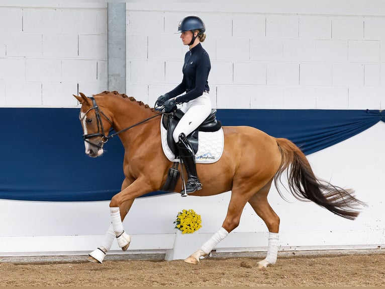 Deutsches Reitpony Wallach 4 Jahre 147 cm Fuchs in Marsberg