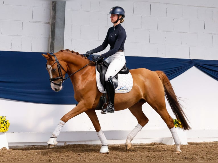 Deutsches Reitpony Wallach 4 Jahre 147 cm Fuchs in Marsberg