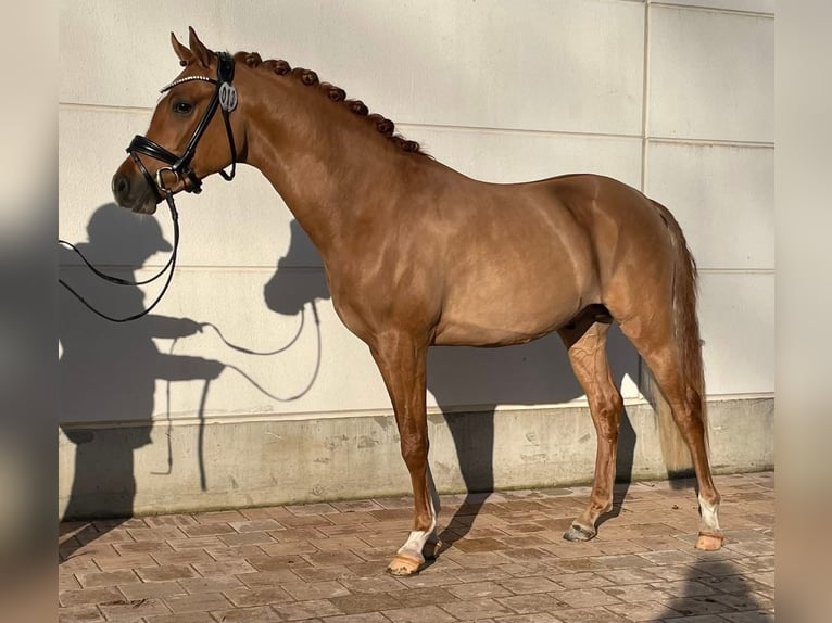 Deutsches Reitpony Wallach 4 Jahre 147 cm Fuchs in Münster